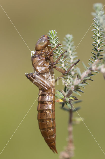 Noordse glazenmaker (Aeshna subarctica)