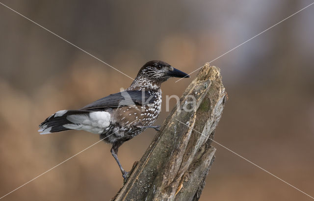 Eurasian Nutcracker (Nucifraga caryocatactes)