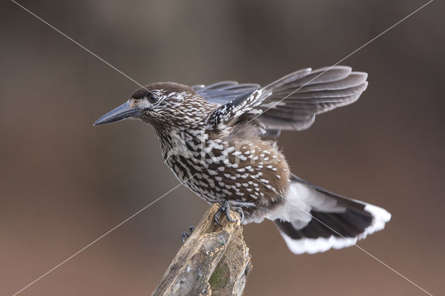 Eurasian Nutcracker (Nucifraga caryocatactes)