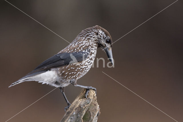 Eurasian Nutcracker (Nucifraga caryocatactes)