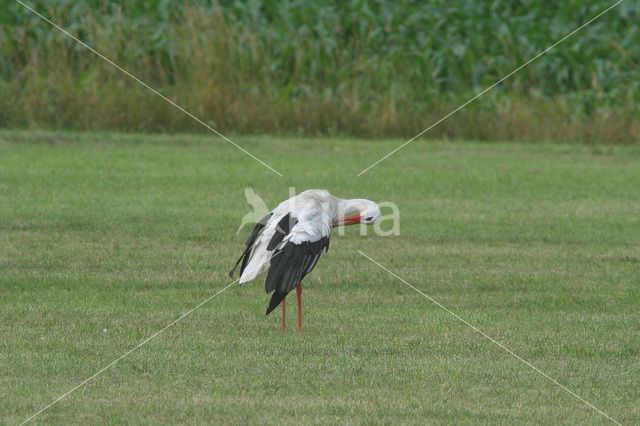 White Stork (Ciconia ciconia)