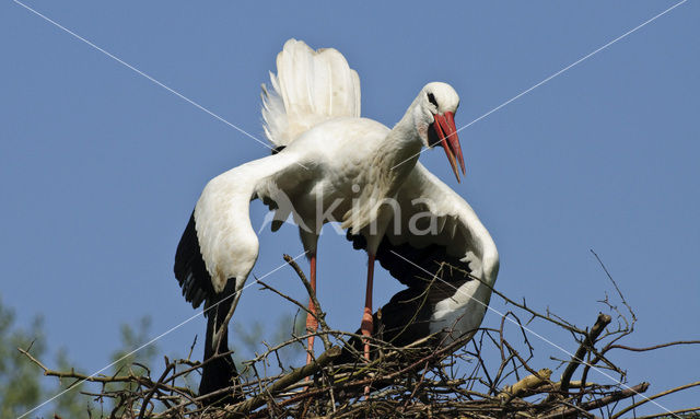 Ooievaar (Ciconia ciconia)