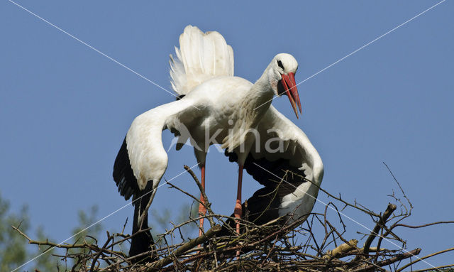 White Stork (Ciconia ciconia)