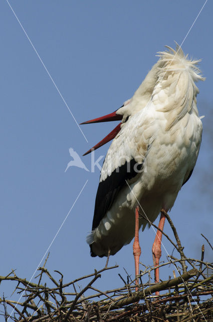 Ooievaar (Ciconia ciconia)