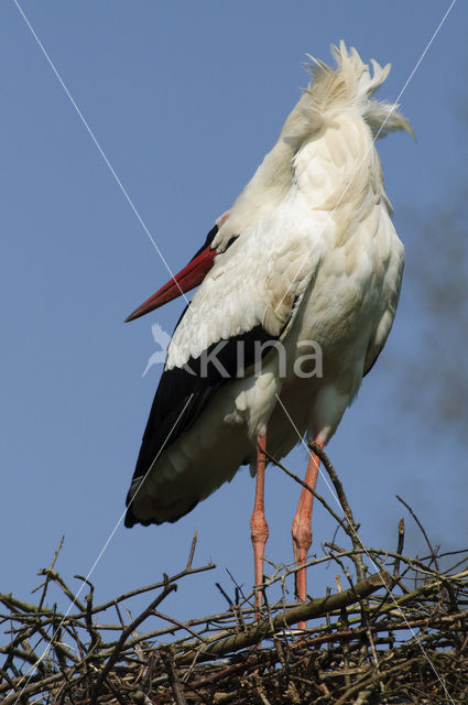 White Stork (Ciconia ciconia)