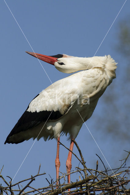 Ooievaar (Ciconia ciconia)