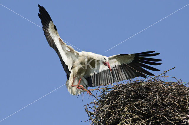 Ooievaar (Ciconia ciconia)