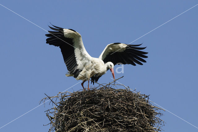 Ooievaar (Ciconia ciconia)