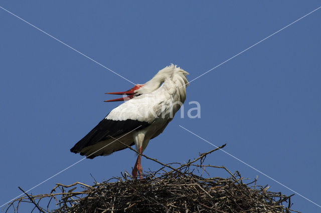 White Stork (Ciconia ciconia)