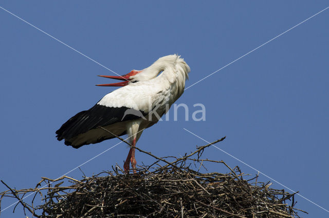 White Stork (Ciconia ciconia)