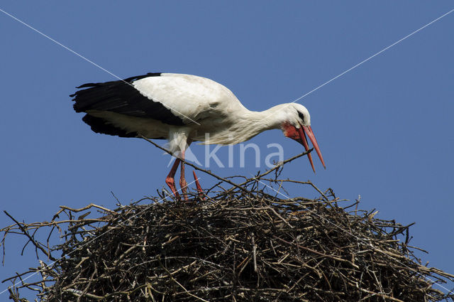 Ooievaar (Ciconia ciconia)