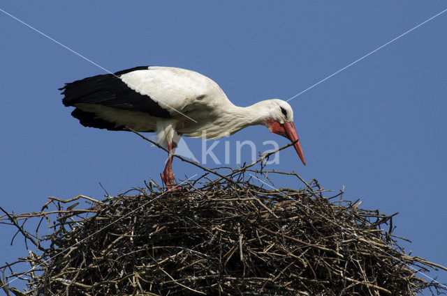 Ooievaar (Ciconia ciconia)