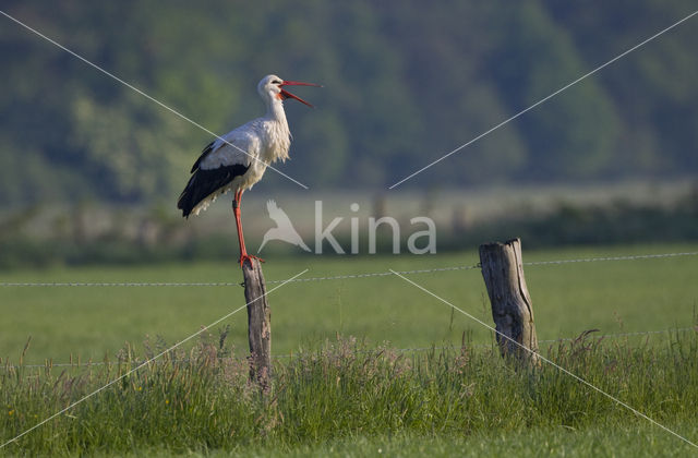 White Stork (Ciconia ciconia)