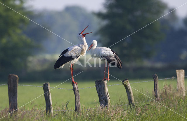 White Stork (Ciconia ciconia)