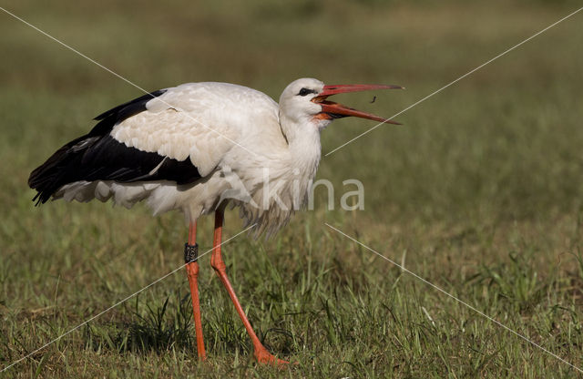 White Stork (Ciconia ciconia)