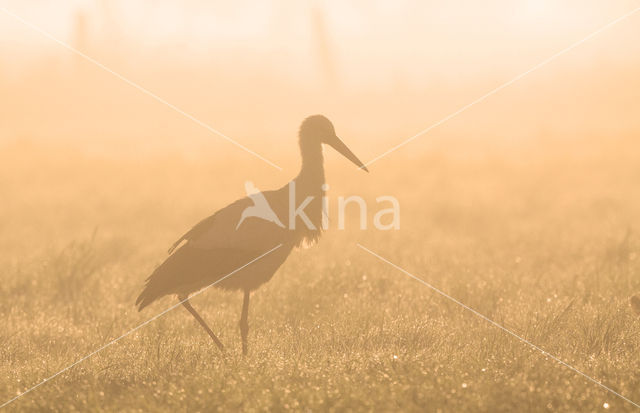 White Stork (Ciconia ciconia)