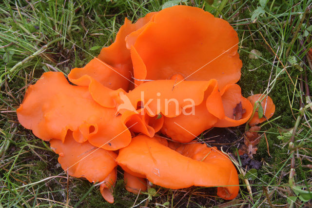 Oranje bekerzwam (Aleuria aurantiaca)