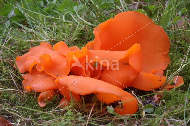 Orange Peel Fungus (Aleuria aurantiaca)