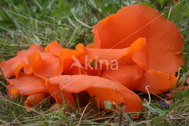 Oranje bekerzwam (Aleuria aurantiaca)