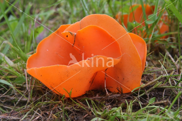 Oranje bekerzwam (Aleuria aurantiaca)