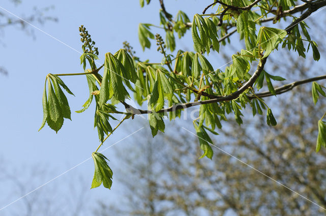 bottlebrush buckeye (Aesculus parviflora)