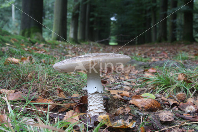 Parelamaniet (Amanita rubescens)