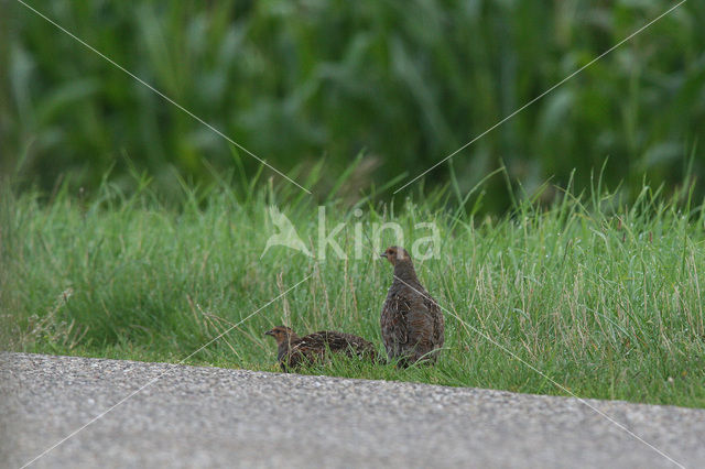 Grey Partridge (Perdix perdix)