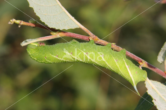 Eyed Hawk-moth (Smerinthus ocellata)