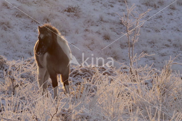 Pony (Equus spp)