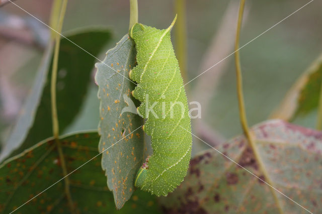 Poplar Hawk-moth (Laothoe populi)