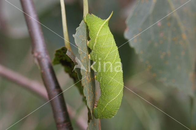 Poplar Hawk-moth (Laothoe populi)