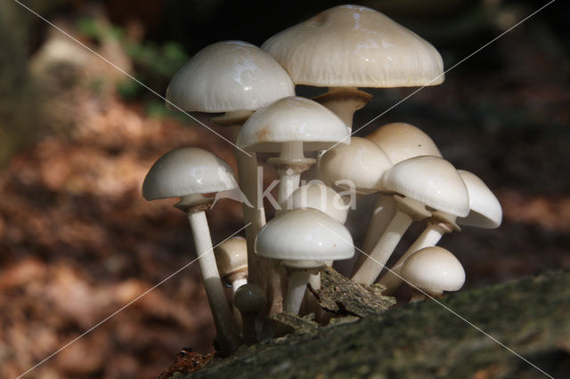 Porcelain fungus (Oudemansiella mucida)