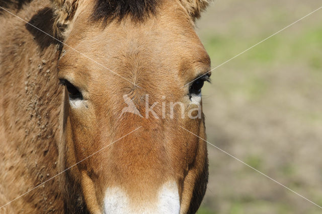 Mongolian Wild Horse