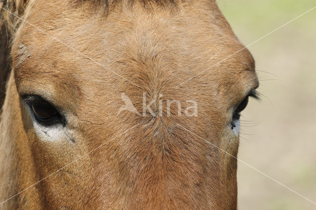 Mongolian Wild Horse