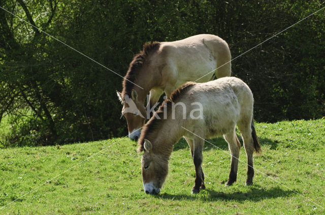 Mongolian Wild Horse
