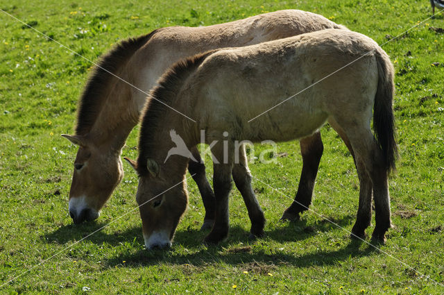 Przewalskipaard (Equus przewalskii)