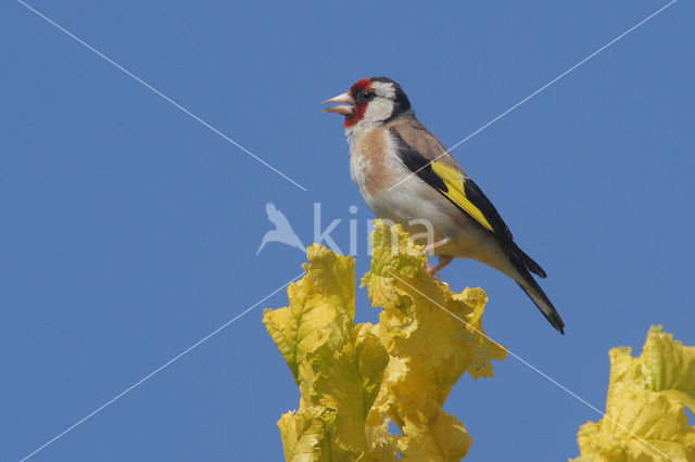 European Goldfinch (Carduelis carduelis)