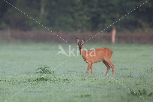 Roe Deer (Capreolus capreolus)