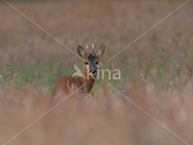 Ree (Capreolus capreolus)