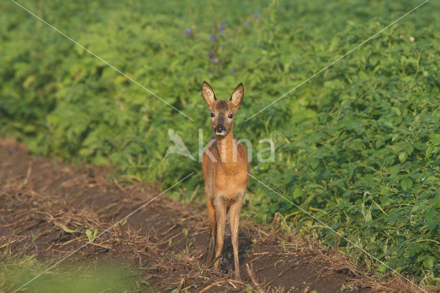 Roe Deer (Capreolus capreolus)