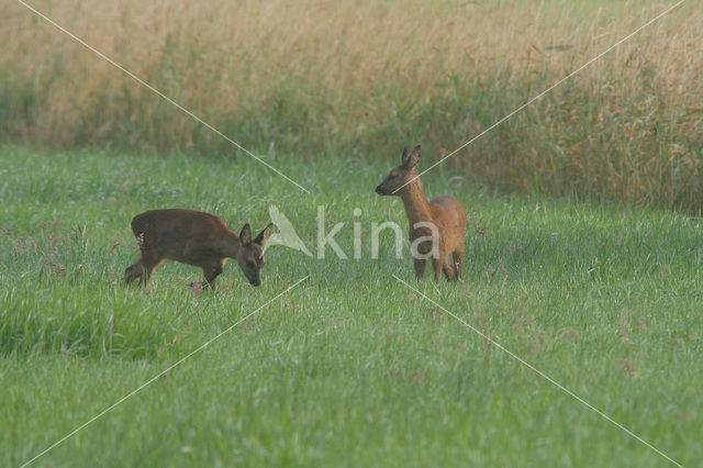 Ree (Capreolus capreolus)