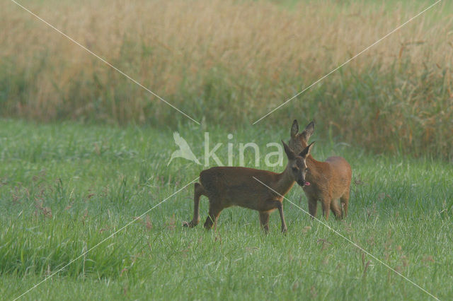 Ree (Capreolus capreolus)