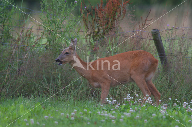 Roe Deer (Capreolus capreolus)