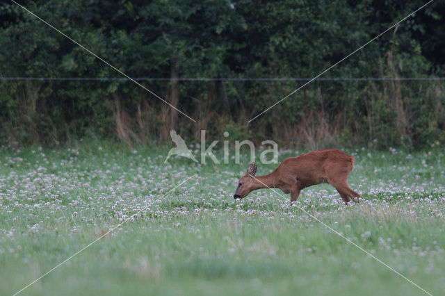 Roe Deer (Capreolus capreolus)