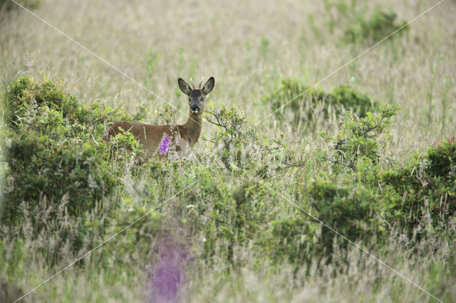 Roe Deer (Capreolus capreolus)