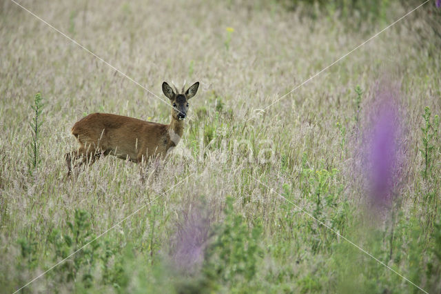Roe Deer (Capreolus capreolus)