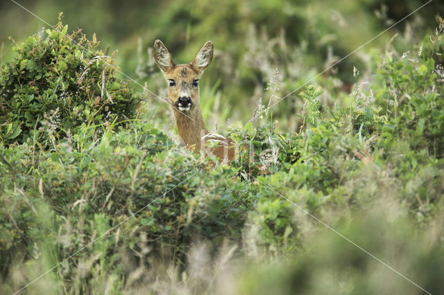 Roe Deer (Capreolus capreolus)