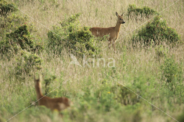 Roe Deer (Capreolus capreolus)