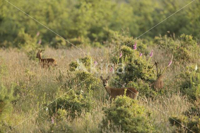 Roe Deer (Capreolus capreolus)