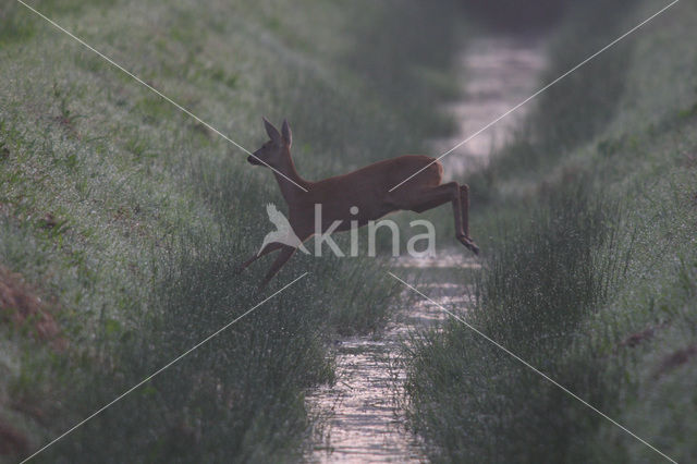 Roe Deer (Capreolus capreolus)